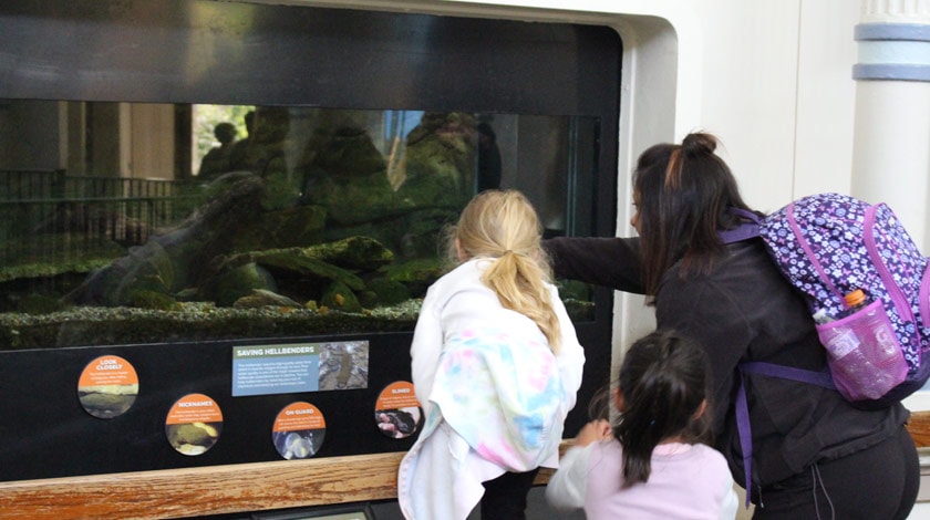 Students captivated by Salamanders at the Aquarium