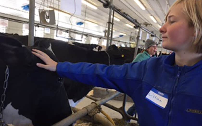 Lillian pets a friendly cow at Pineland Farms
