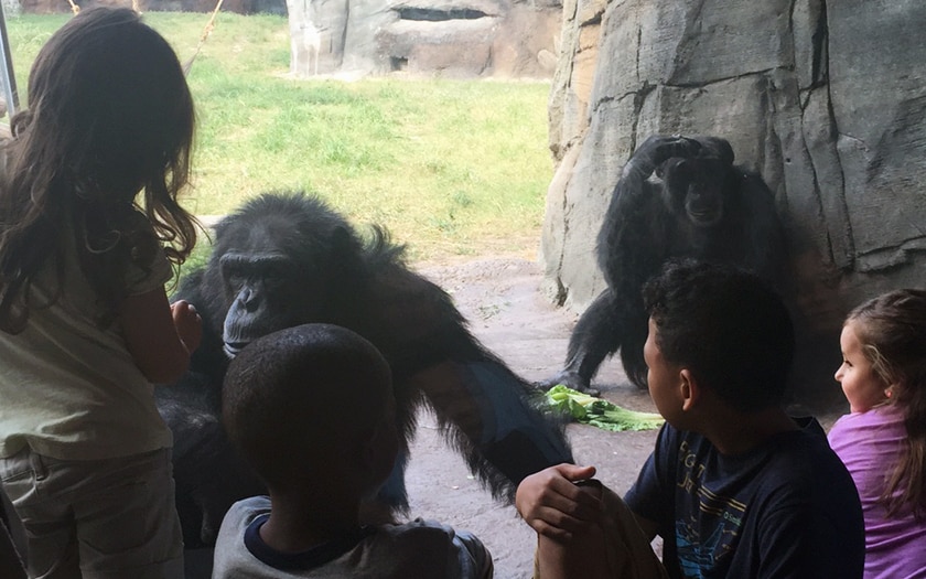 A group of elementary students are looking at the gorilla exhibit