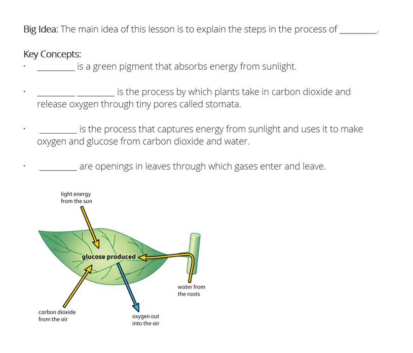 Image of a plant cell undergoing the process of photosynthesis. 