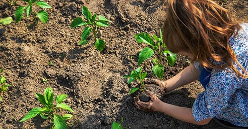 An online school student uses project based learning to create a community garden. 