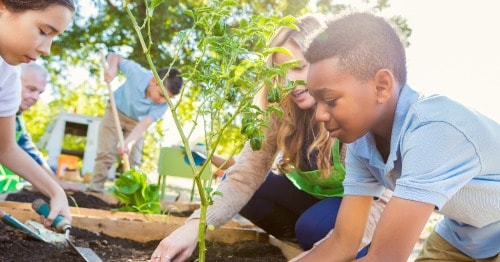 Young students in a garden planting vegetables and tomato plants.