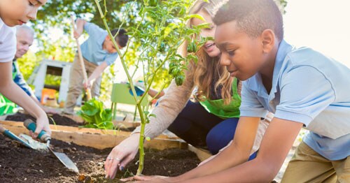 Teenage volunteer online students join together to plant a tree in their local community